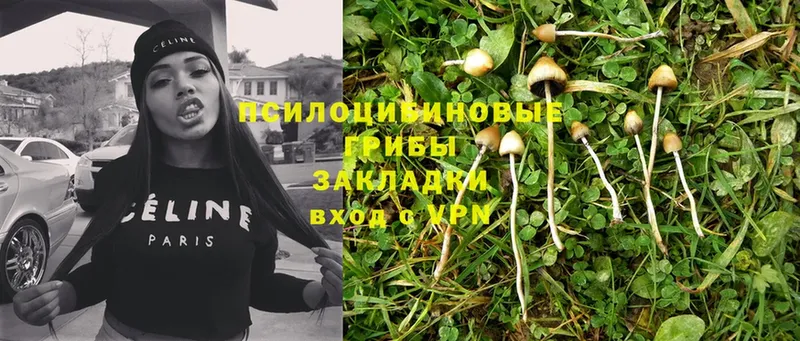 где купить наркотик  Любань  Псилоцибиновые грибы Psilocybe 